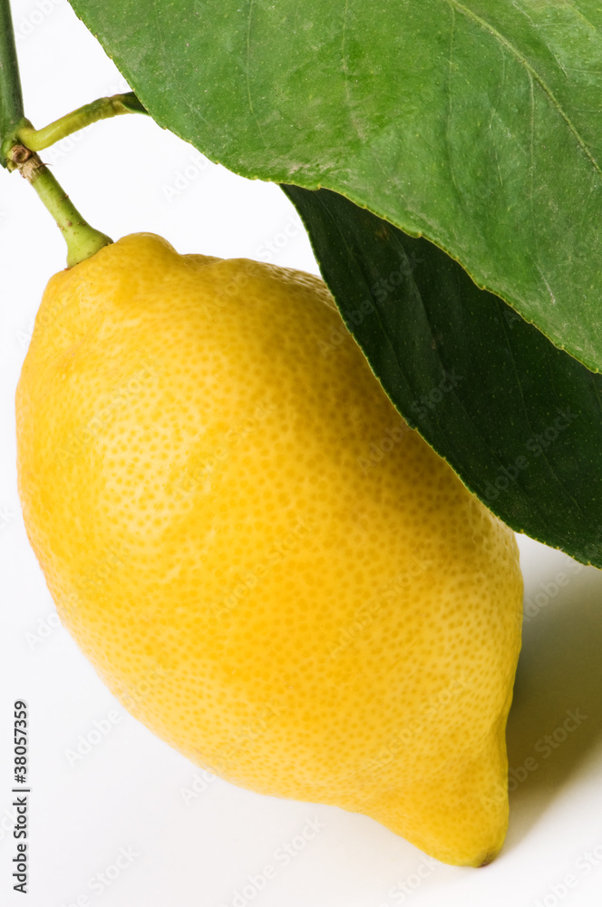 Zitrone mit Blätter