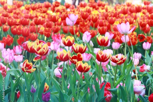 colorful tulips background