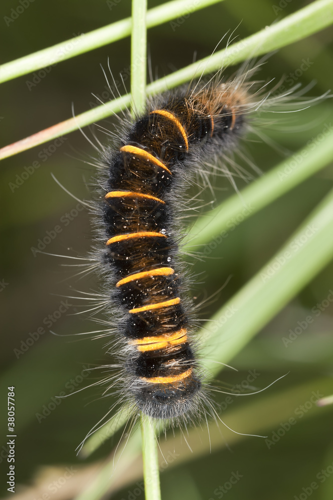 Moth larva on stem, macro photo