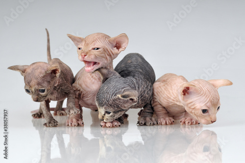 canadian sphynx