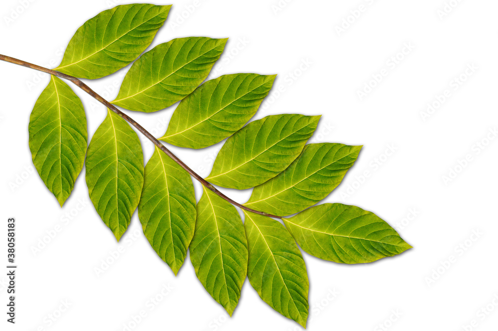 Obraz premium Branch with green leaves