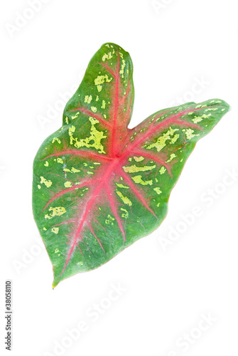 Isolate of Nangkwak leaf