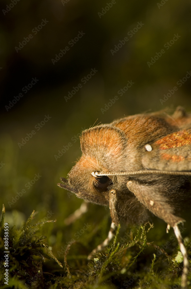 Scoliopteryx libatrix Scoliopteryx libatrix