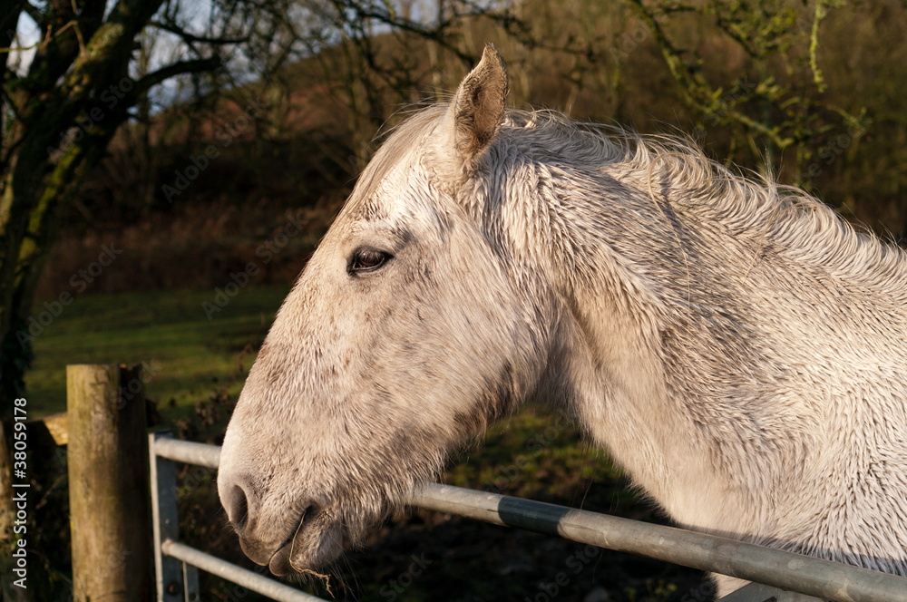 Fototapeta premium White Horse looking over gate