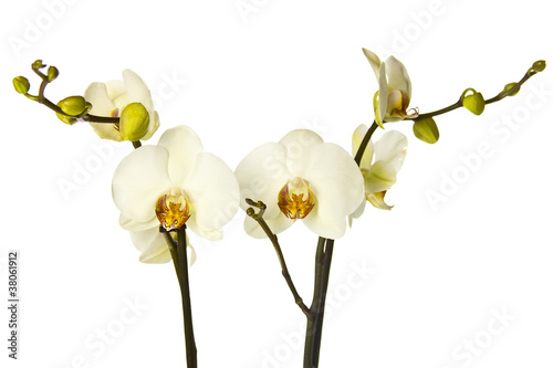 White orchid.