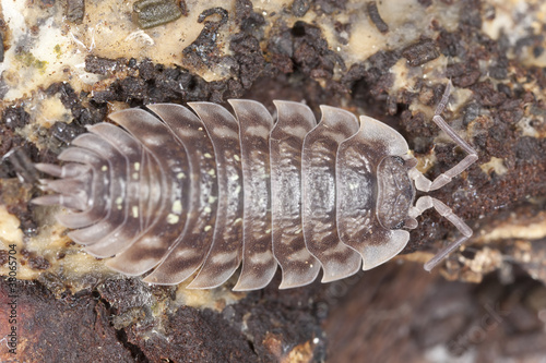 Woodlouse on wood, extreme close-up with high magnification