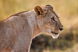 African Lioness in the Maasai Mara, Kenya