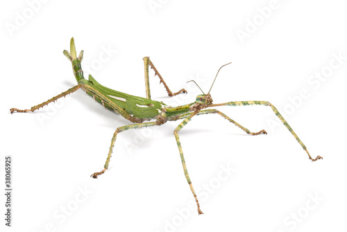 Giant Goliath Stick Insect on white background photo