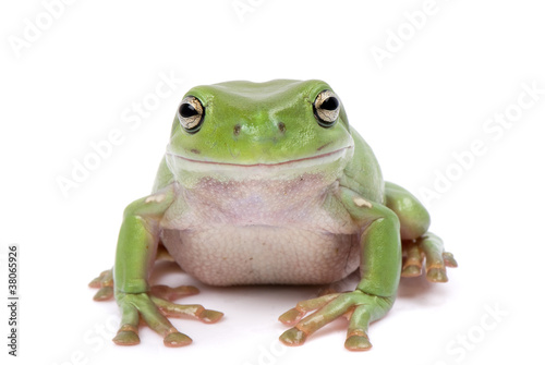 Valokuvatapetti Green tree frog