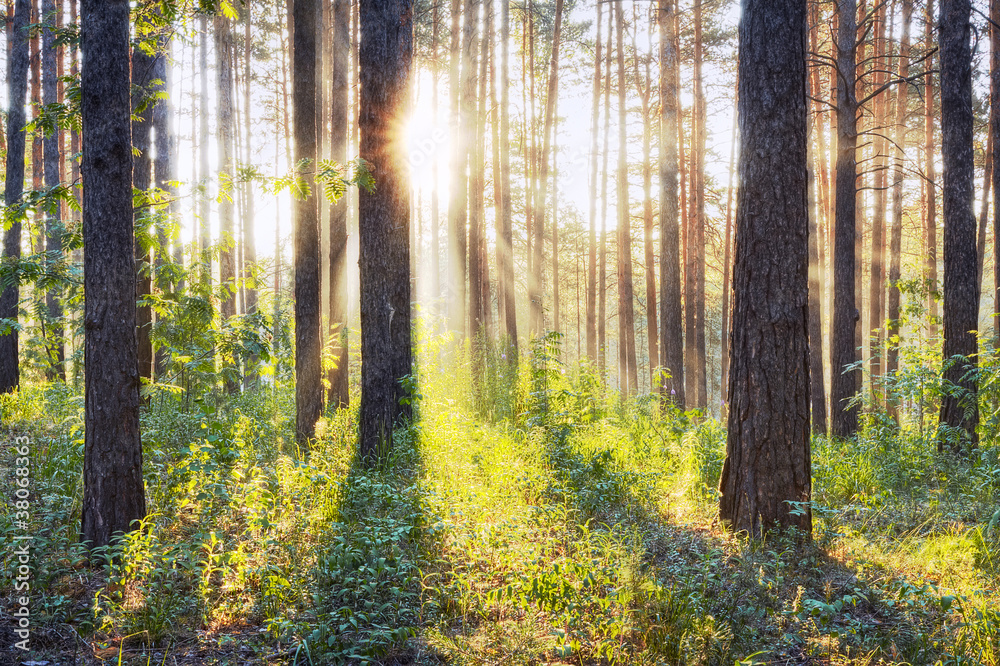 Fototapeta premium zachód słońca