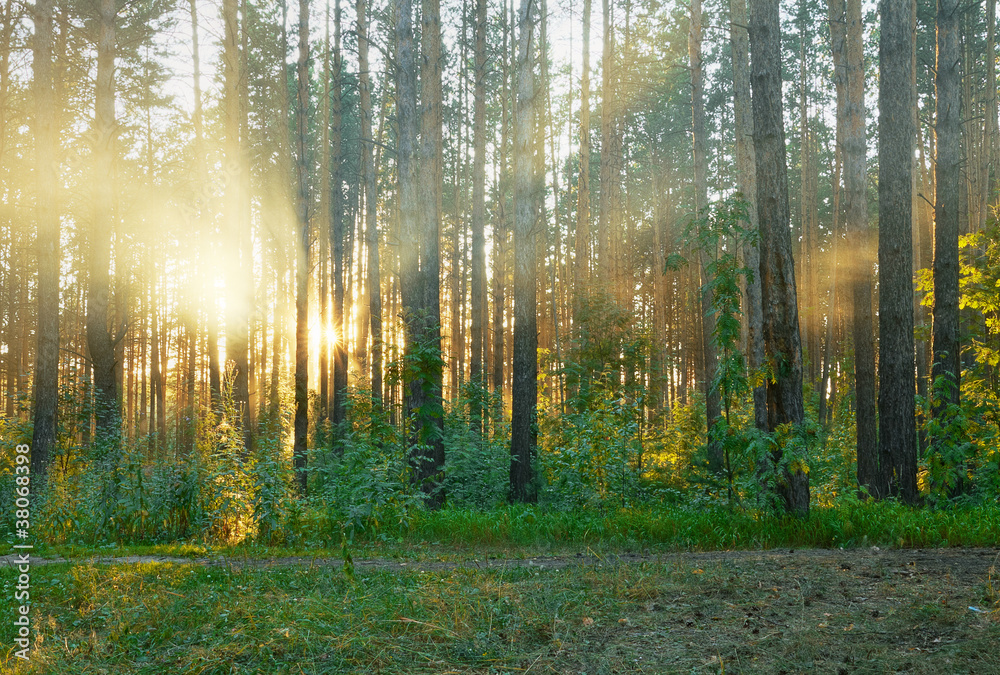 Obraz premium beautiful sunset