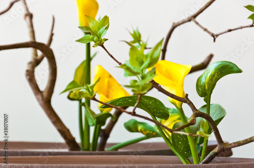 Ikebana photo