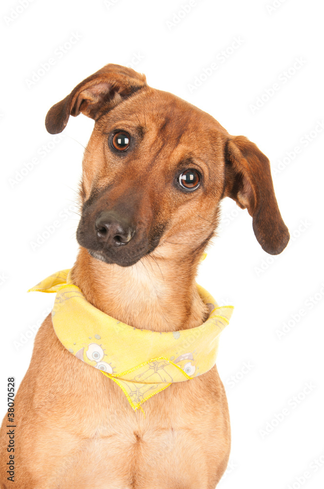 beautiful brown dog isolated on white beautiful brown dog isolated on white