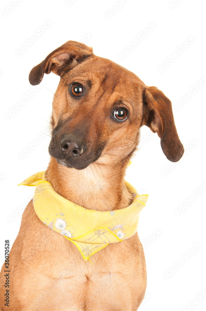 beautiful brown dog isolated on white