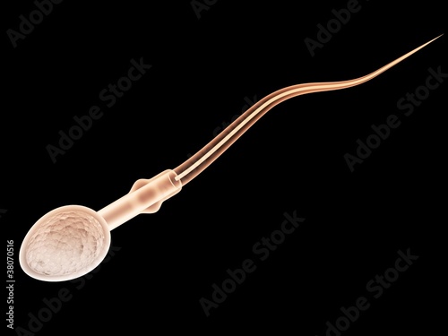 spermatozoo spermatozoi 3d photo