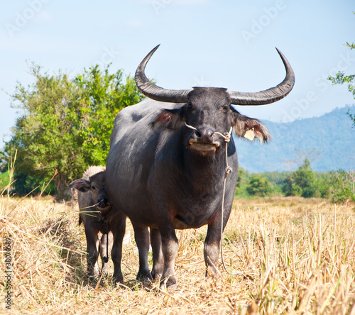 Buffalo in local of Thailand