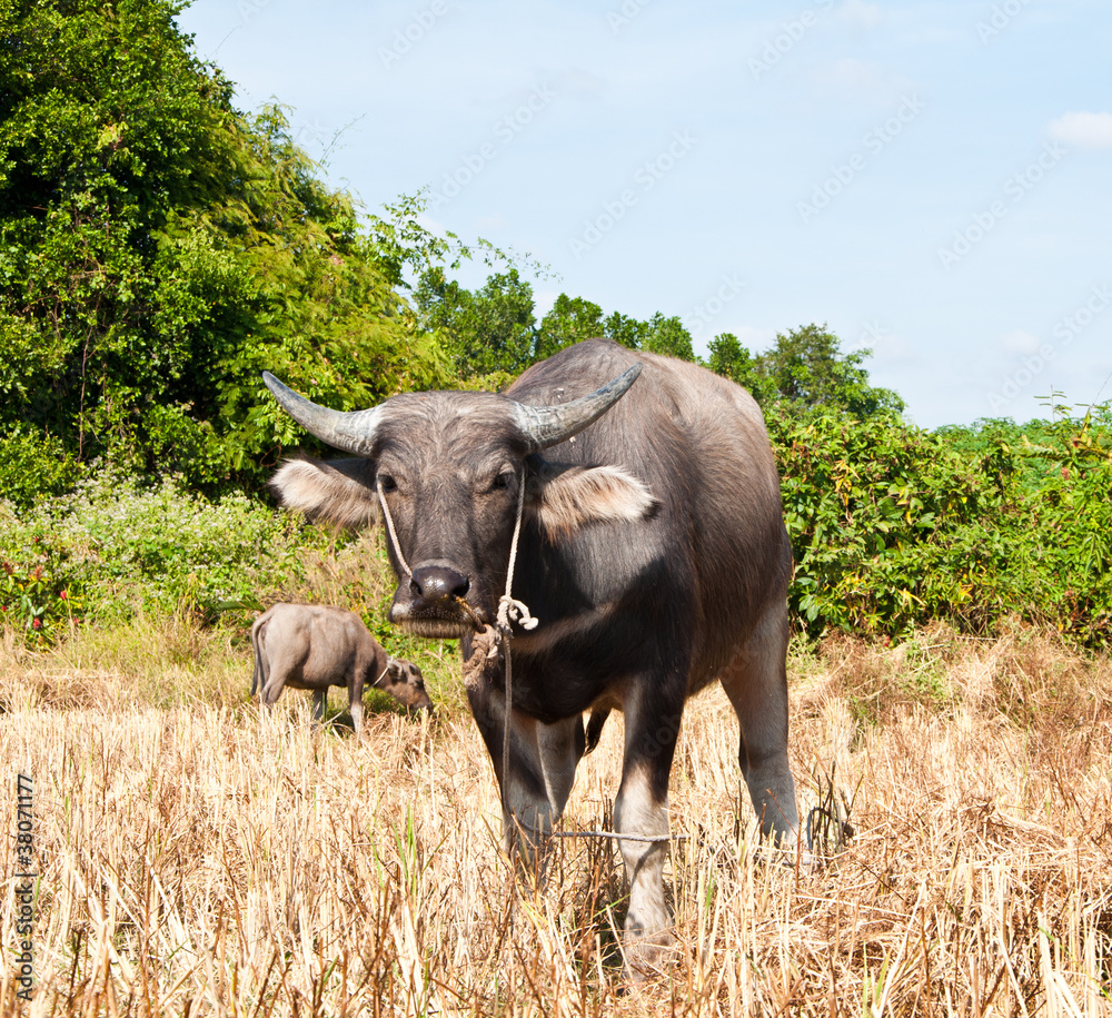 Buffalo in local of Thailand Buffalo in local of Thailand