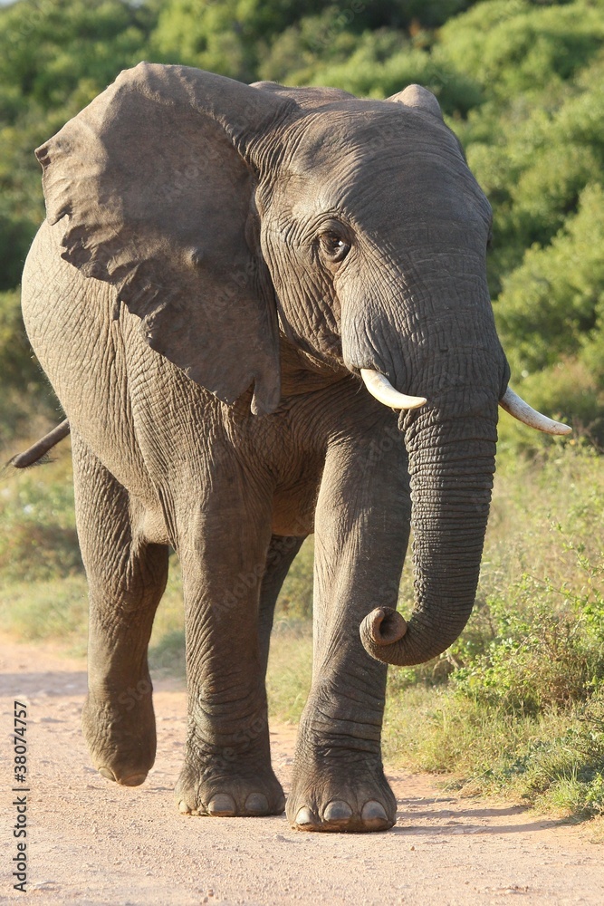 Fototapeta premium African Elephant
