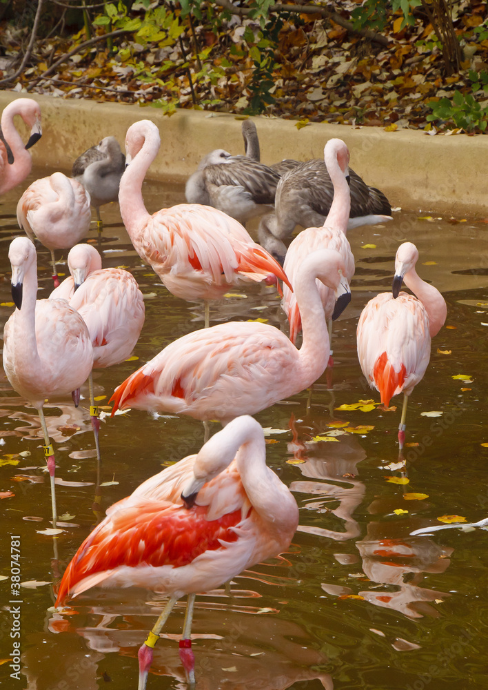 Brilliant Pink Flamingos in a Shallow Pond Brilliant Pink Flamingos in a Shallow Pond