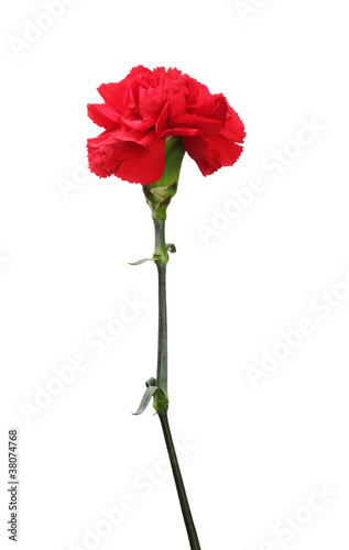 Red carnation isolated on white
