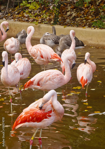 Brilliant Pink Flamingos in a Shallow Pond