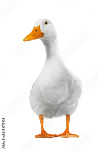 Fotobehang duck white