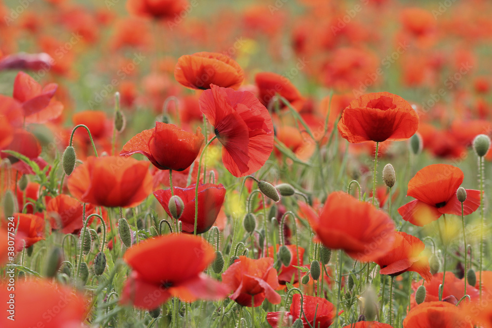 Obraz premium Mohnfeld