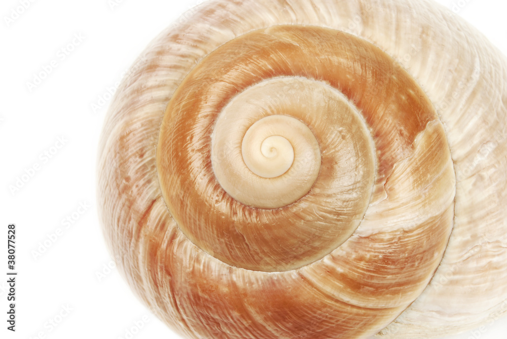 Muschelschale spiralförmig Muschelschale spiralförmig