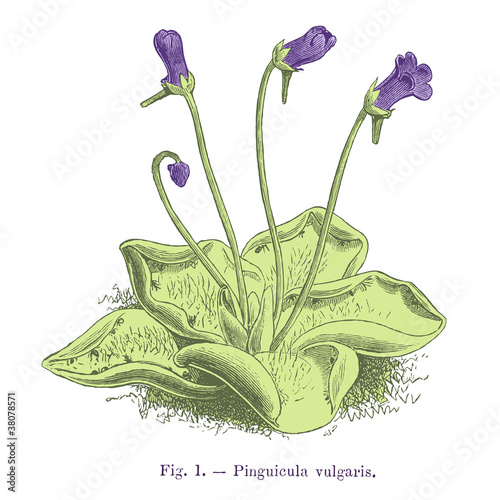 Fotografering plante carnivore : Pinguicula vulgaris