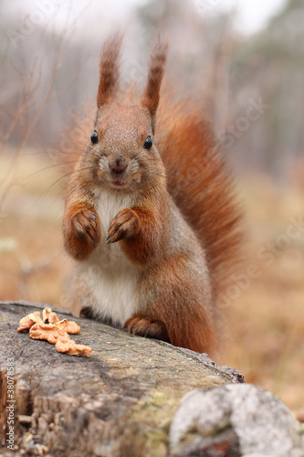 Squirrel © ksenish