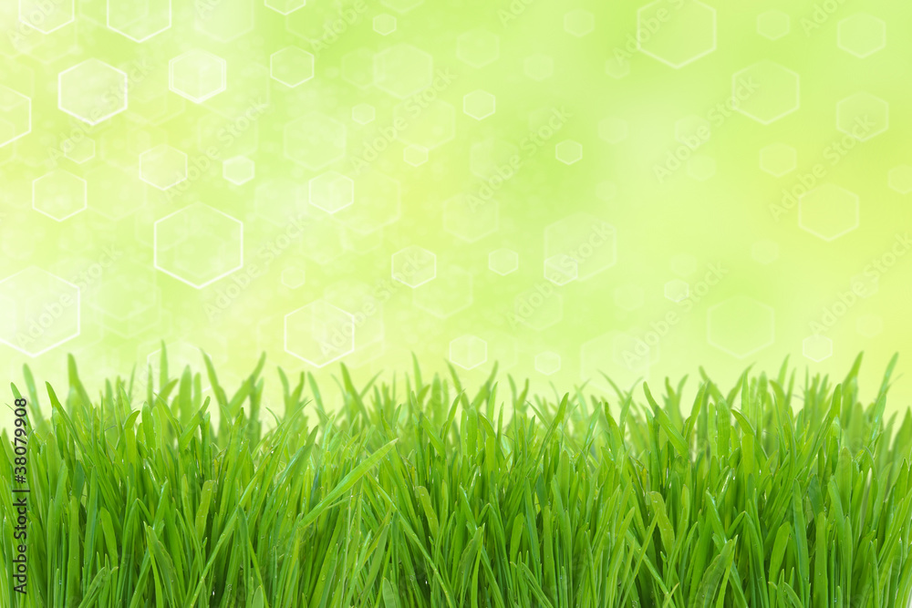 Fototapeta premium Sunny highlight and green grass