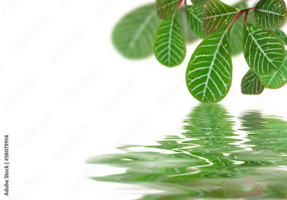 Beautiful leaves reflected in rendered water Beautiful leaves reflected in rendered water