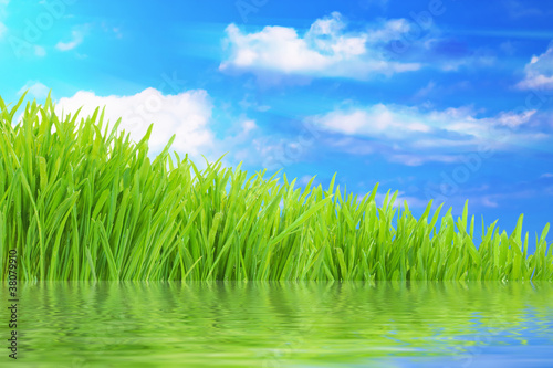 Fototapeta Naklejka Na Ścianę i Meble -  Fresh green grass with water reflection