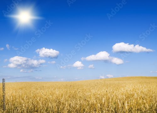 Meadow of wheat.