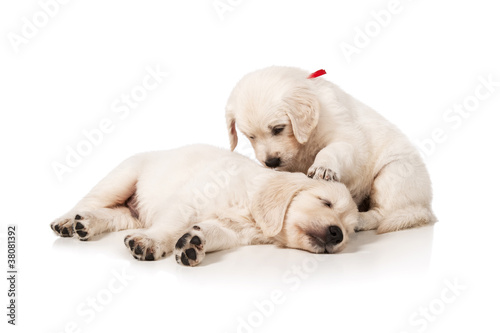 Puppies golden retriever