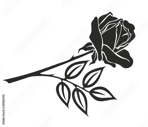 Rose 34 t