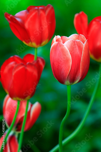 Red tulips