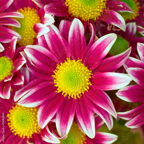 violet-white crysanthemum closeup  natural background