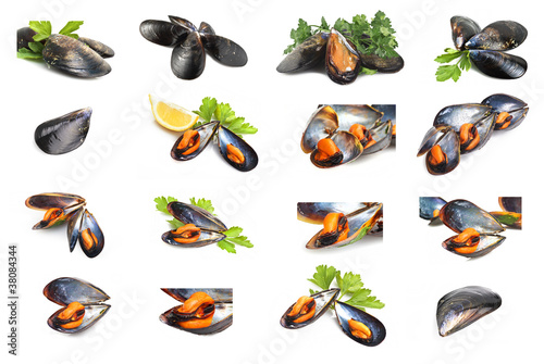 Collage of black mussels