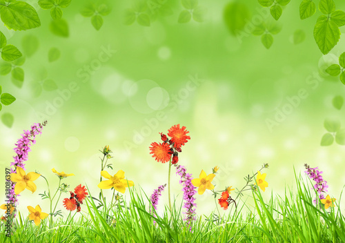 Spring meadow © Jag_cz