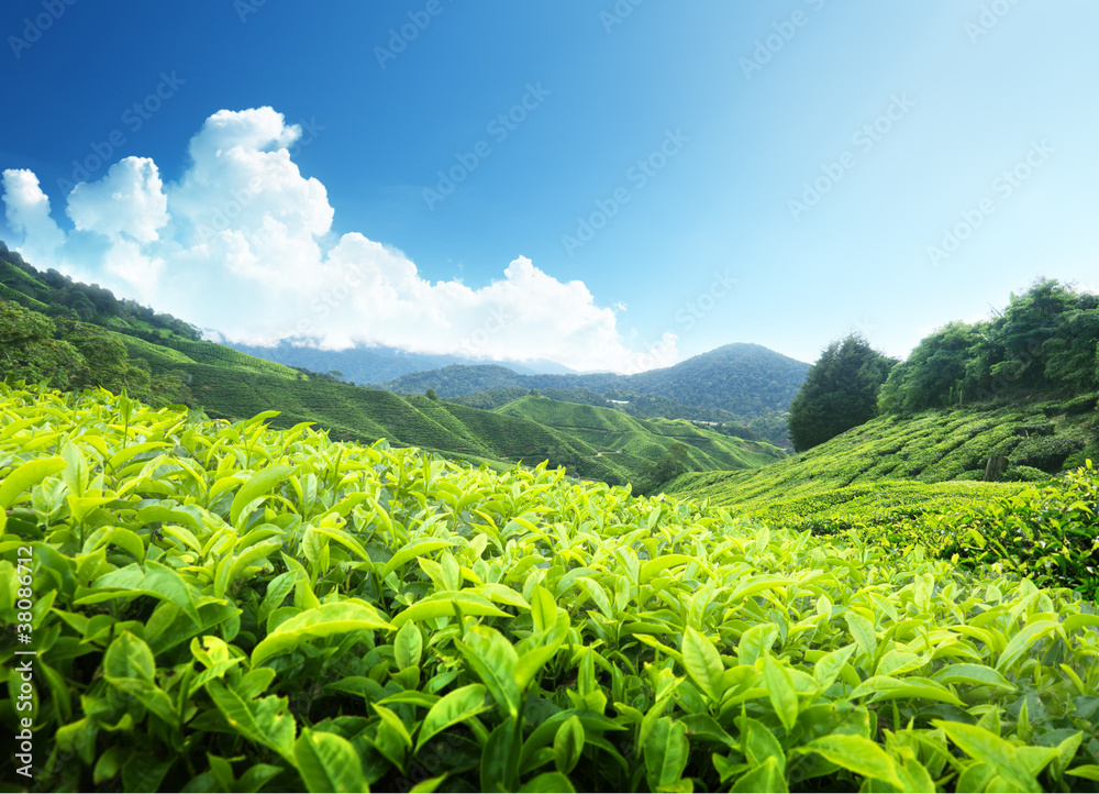 Tea plantation Cameron highlands, Malaysia Tea plantation Cameron highlands, Malaysia