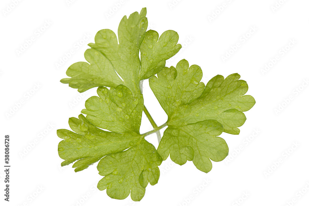 Fresh leafs of parsley Fresh leafs of parsley