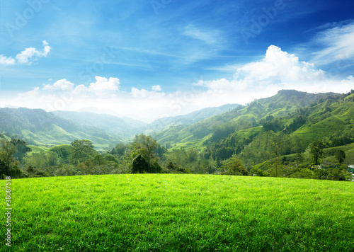 field of spring grass and mountain