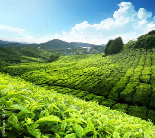 Tableau sur toile Tea plantation Cameron highlands, Malaysia