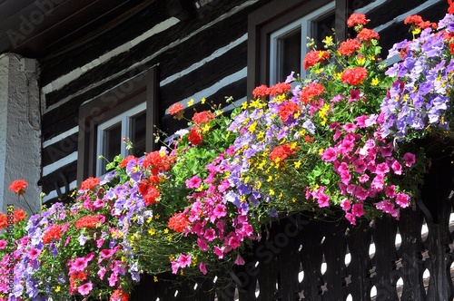 Fiori dal balcone
