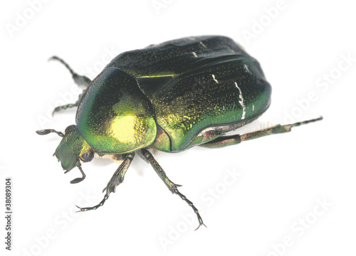 Rose chafer, potosia cuprea isolated on white background photo