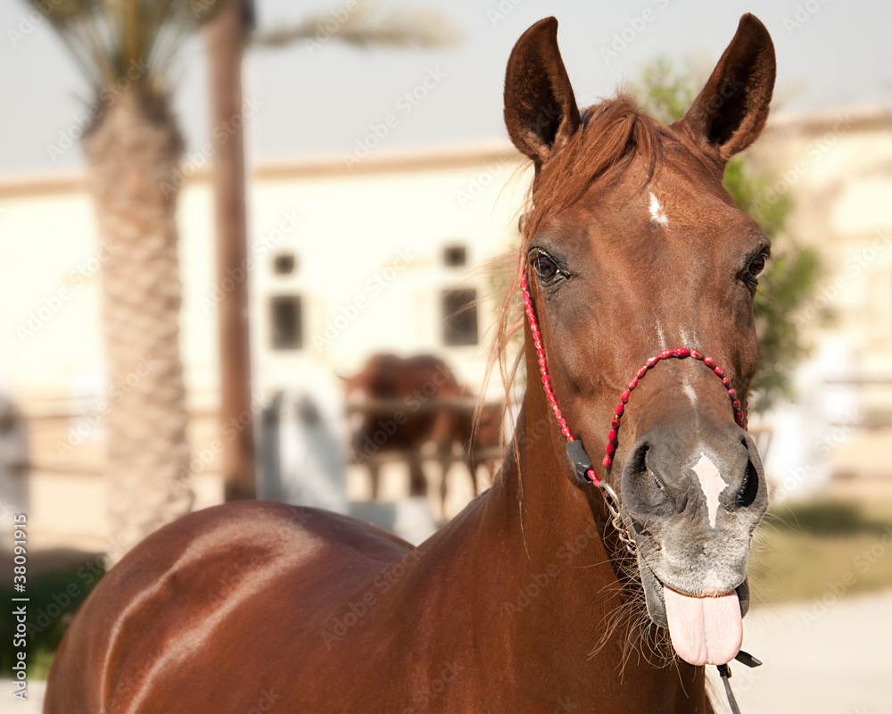 Funny horse