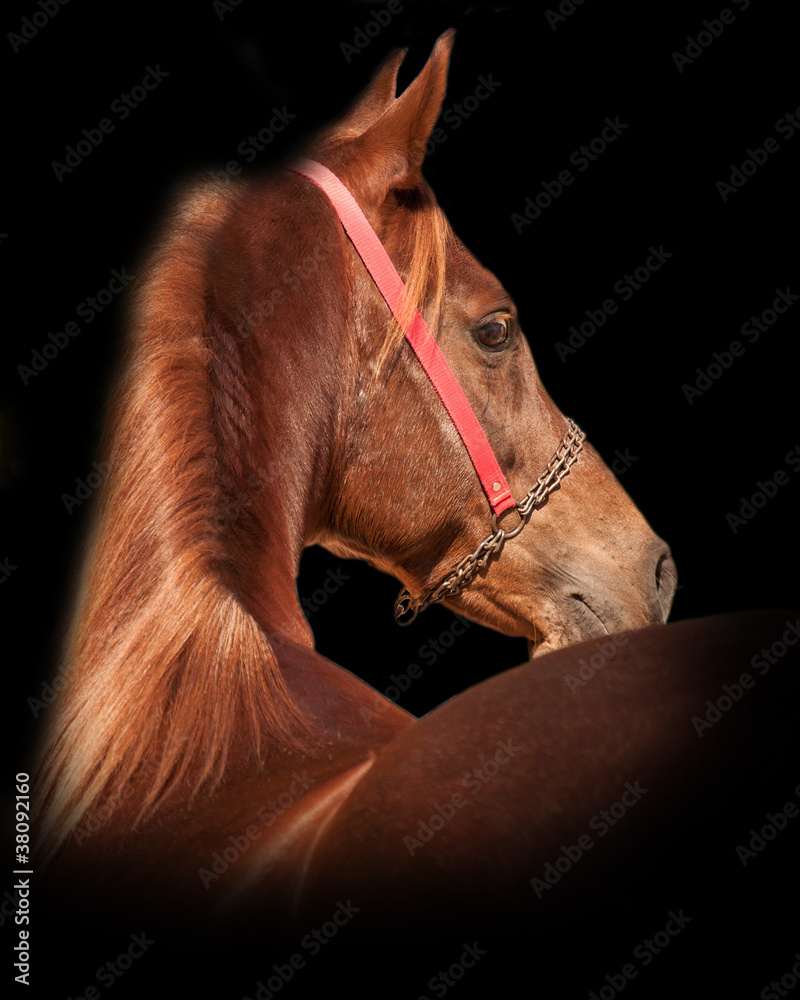 Bay arabian horse portrait