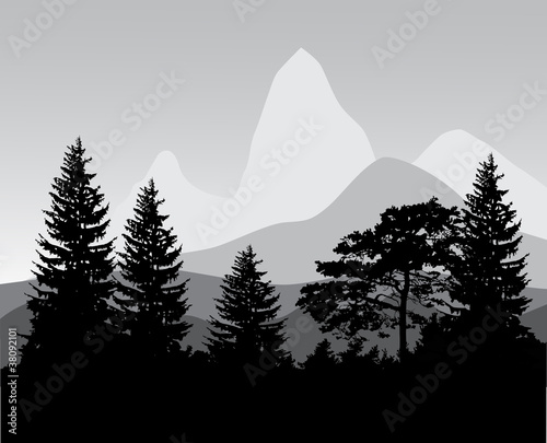 fir forest near mountains