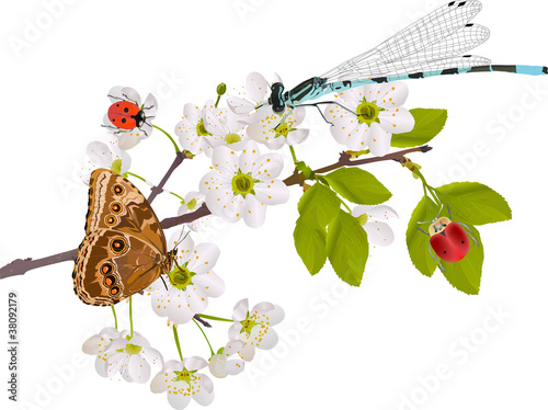 cherry tree flowers and bright insects on white photo